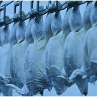 Gıdalarda Salmonella Tespiti