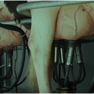 DNA Diagnostic Mastit PCR Kitleri