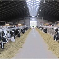 DNA Diagnostic Sütte Salmonella Testi