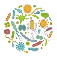 Mikrobiyota